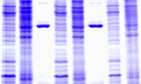 1D SDS PAGE services: protein analysis, quantification, western blot, IEF, MW distribution