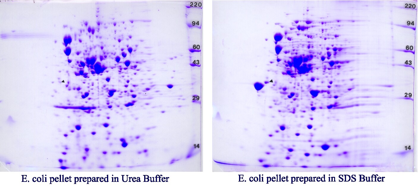 Coomassie-stained 2D gel of E. coli prepared in SDS or urea buffer result in distinct pattern