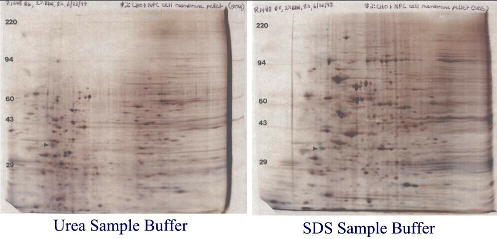 2D silver-stained gel: Chinese hamster ovary (CHO) cell outer membrane samples in SDS or urea 