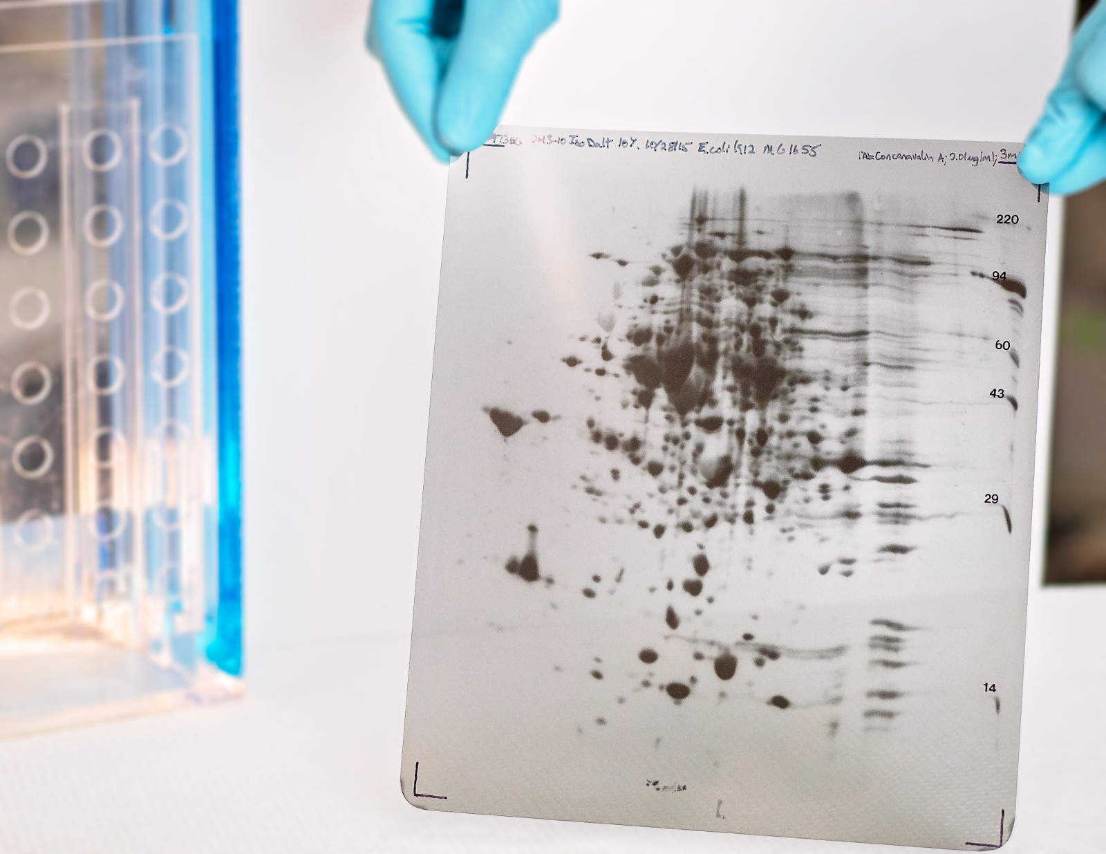 comparison 2D gel and 2D western blot film