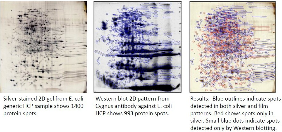 HCP Antibody Analysis: 71% coverage detected comparing total protein (silver) & western blot spots