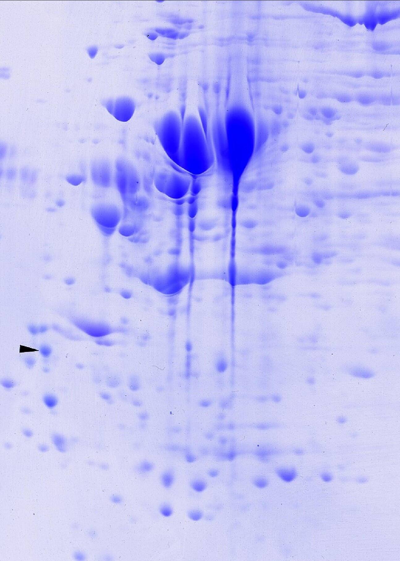 Coomassie blue-stained (quantitative, Mass Spec compatible) 2D large format gel with 600 µg protein