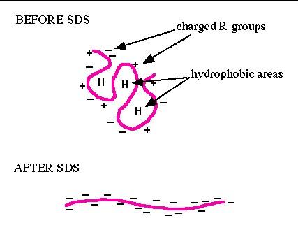 SDS binds peptide backbone creating a uniform charge/mass ratio & loss of 2°/3° structure.