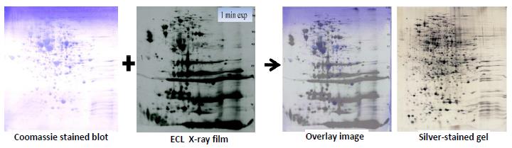 Stained PVDF is superimposable with 2D western blot to align film with the silver-stained 2D gel