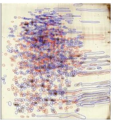 HCPs in both silver-stained 2D gel/2D western blot blue & Spots not detected by antibody in red.