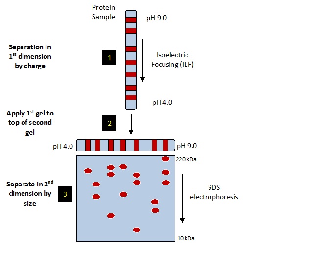 Image schematic 2D gel electrophoresis methods separation by pH in IEF followed be size in SDS PAGE