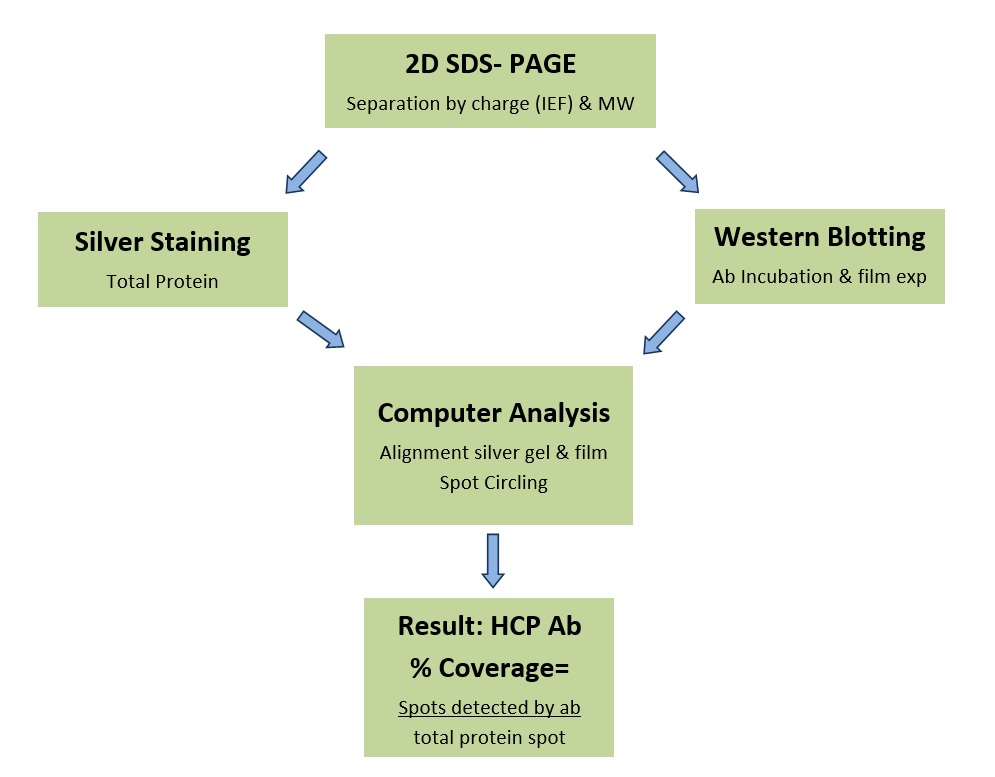 Outline of the process of 2D gel and 2D western blot analysis of HCP antibody analysis
