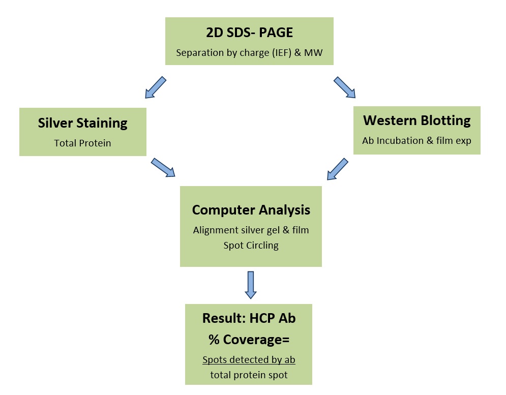 western blotting flow chart