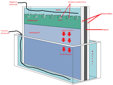 Schematic depicting how 1D SDS PAGE gel is run