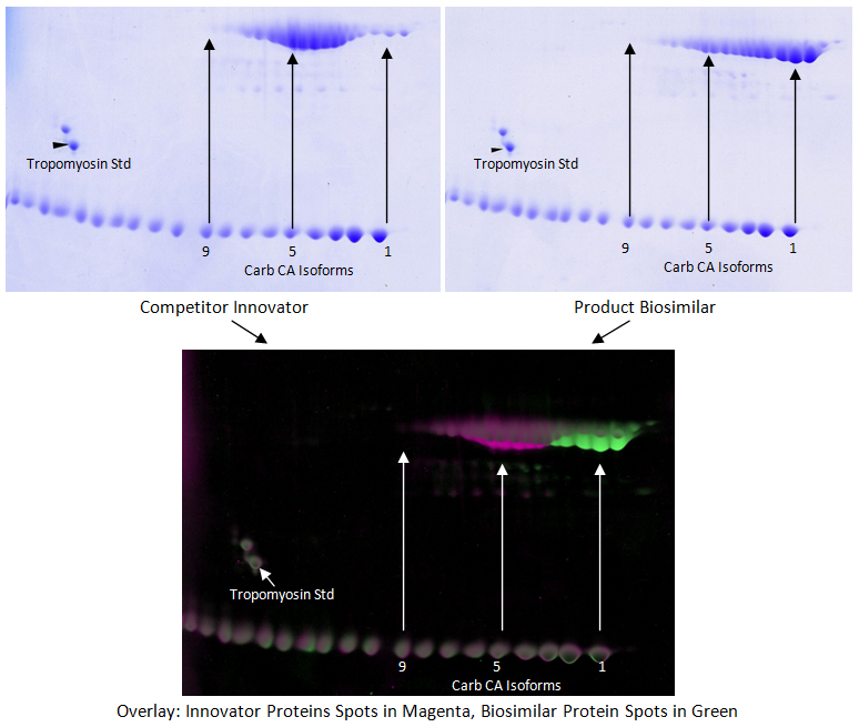 2D gels analysis: Biosimilar and innovator with analysis of spot differences. Mass spec compatible.