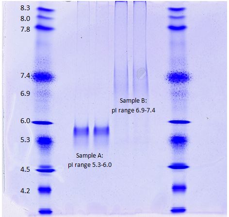 Isoelectric focusing gel to determine protein pH. IEF standards give a reference for pH ranges.