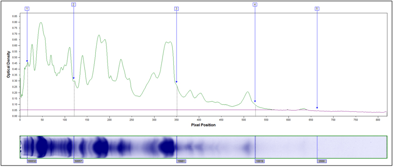 SDS PAGE: Molecular weight distribution unhydrolyzed soy flour. X-axis MW Y-axis stain intensity