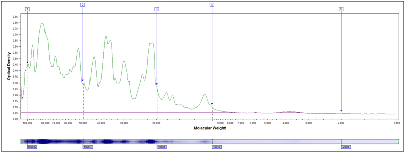SDS PAGE: Molecular weight distribution unhydrolyzed soy flour. X-axis MW Y-axis stain intensity