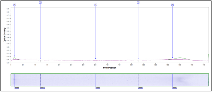 SDS PAGE image of hydrolyzed soy flour for MW determination. X-axis MW, y-axis stain intensity.