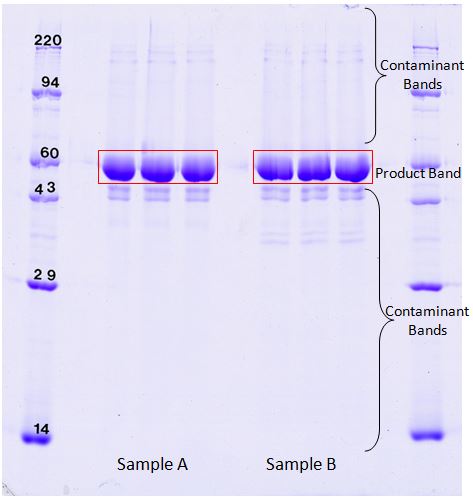 1D SDS PAGE to check protein product impurities (<20 ng).  Percent purity from Coomassie binding.