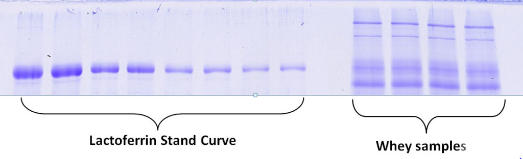 Coomassie-stained 1D SDS PAGE lactoferrin standard curve to quantify whey sample lactoferrin