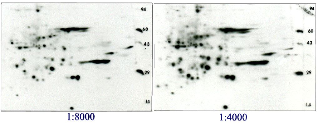 2D gel Western blot of rat liver homogenate probed with combined phospho serine/threonine antibody