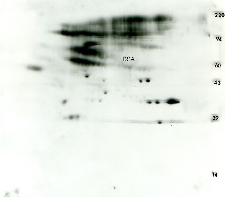 3T3 Phosphotyrosine Western blot. Charged/phosphorylated isoforms & glycosylated fuzzy isoforms.