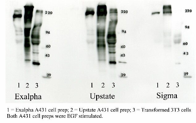 Western blot Optimization: 3 positive control samples probed with 3 phosphotyrosine antibodies