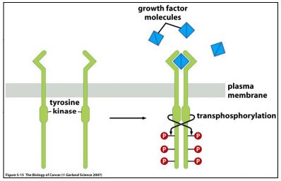 Receptor Tyrosine Kinases (RTK) dimerize ligand binding & transphosphorylate cytosolic tyrosines