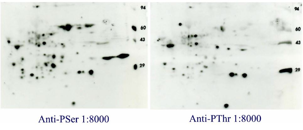 PhosphoSerine/Phospho Threonine 2D Western blot results with ECL Advance for 2D gels with rat live