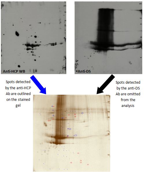 2D Gel analysis image excludes buffer blank & drug substance spots. HCP ab detects 75% of HCP spots