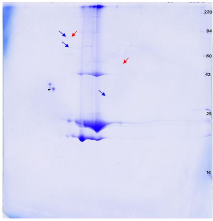 Mass spectrometry compatible Coomassie blue-stained 2D gel. Candidates ID by LC/MS marked by arrows