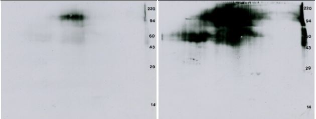 2D Western blot: P32 VEGFR & Anti-phosphotyrosine Western blot. Glycosylation (fuzziness) apparent.