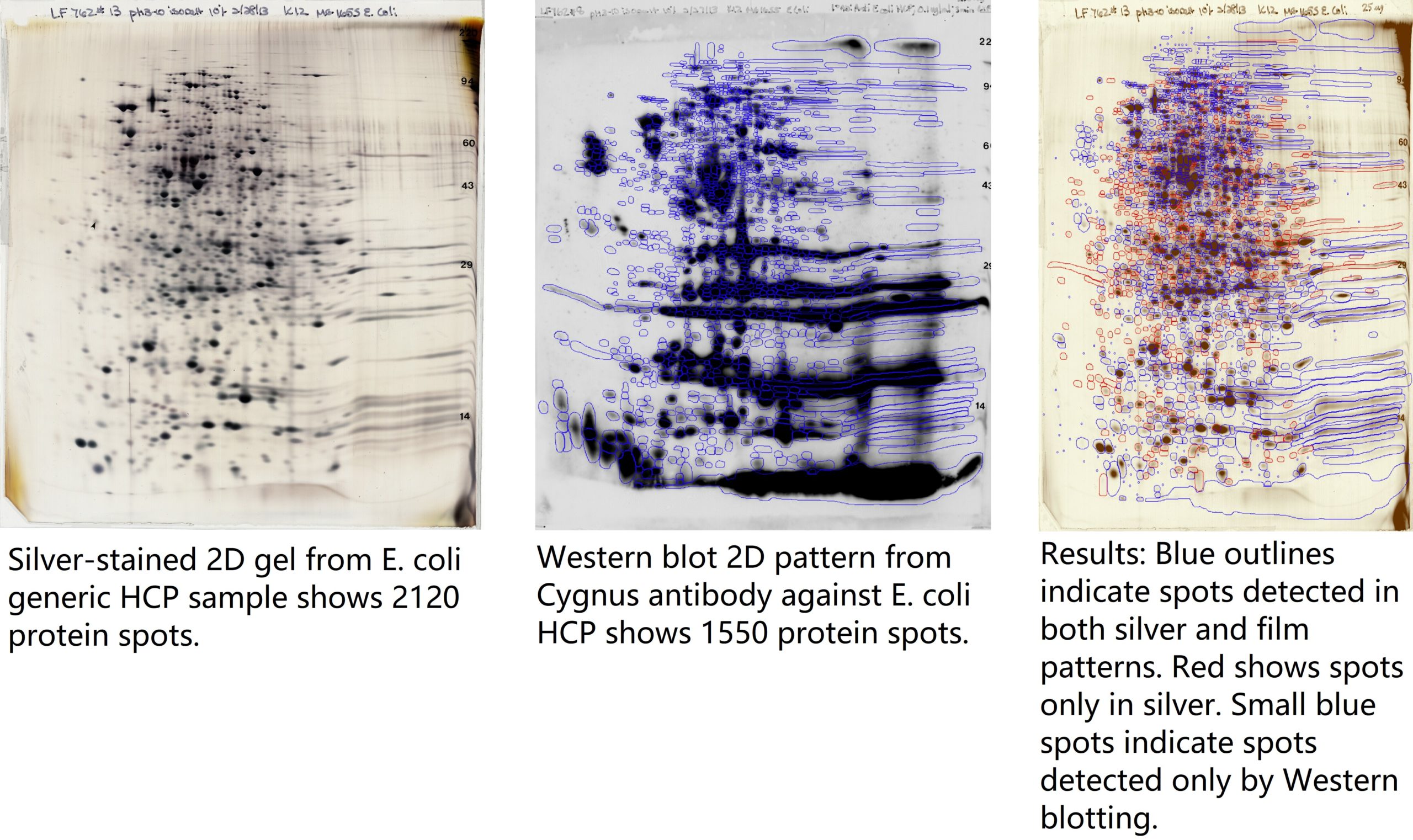 2D Gel HCP analysis difference image: comparison of anti-HCP Western blot & 2D gel (total protein)