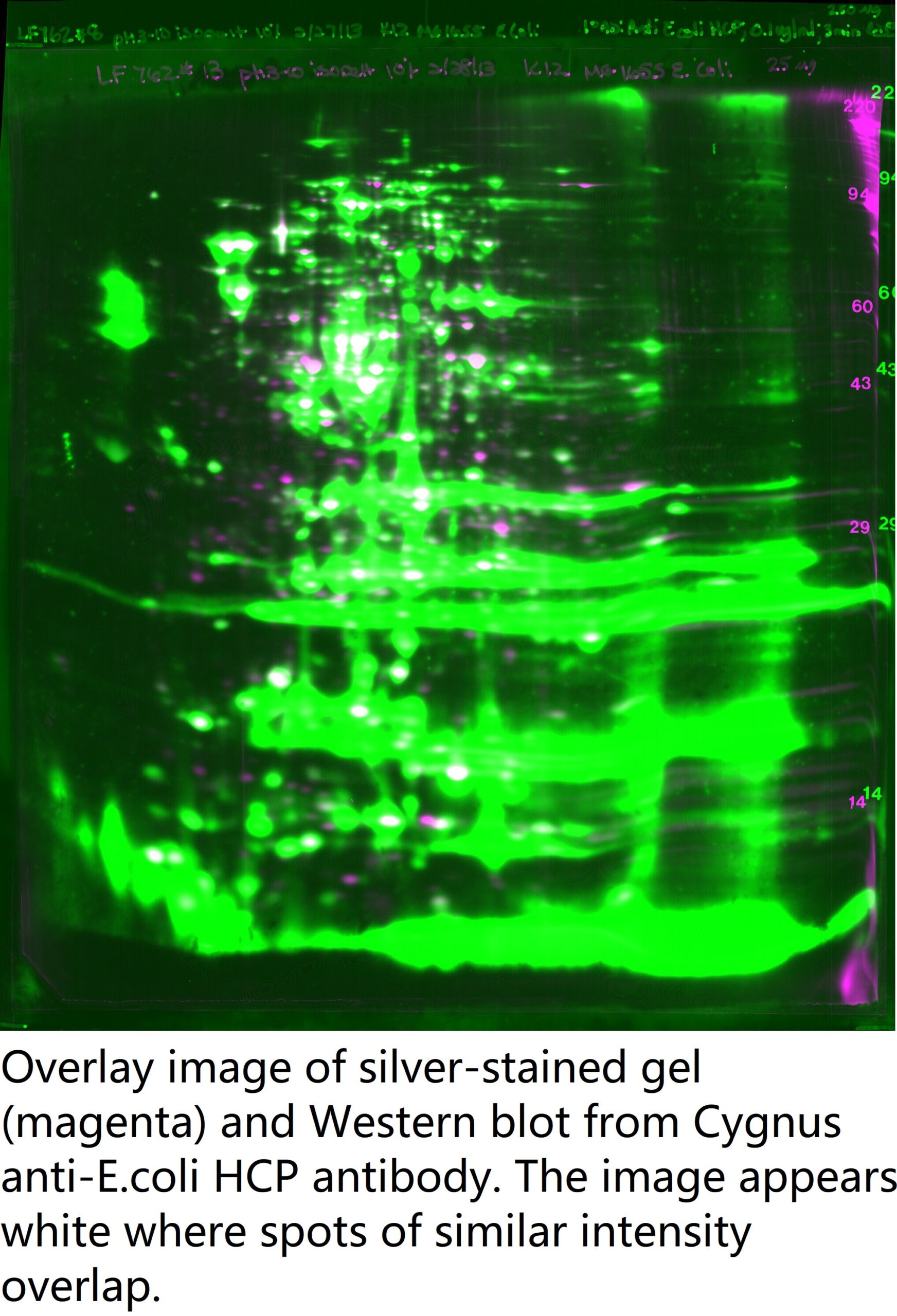 Overlay image 2D gel (magenta) and Western blot anti-HCP antibody (green). White shows spot overlap