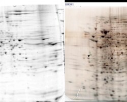 Fluorescent Stains Fluorescent Stains