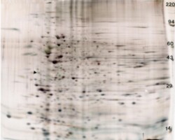 Mouse Tissues Mouse Tissues